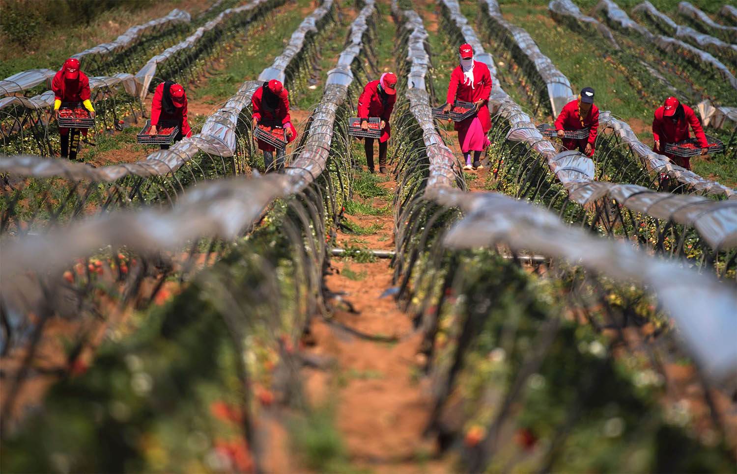 Favorable weather is set to bolster agriculture in 2025