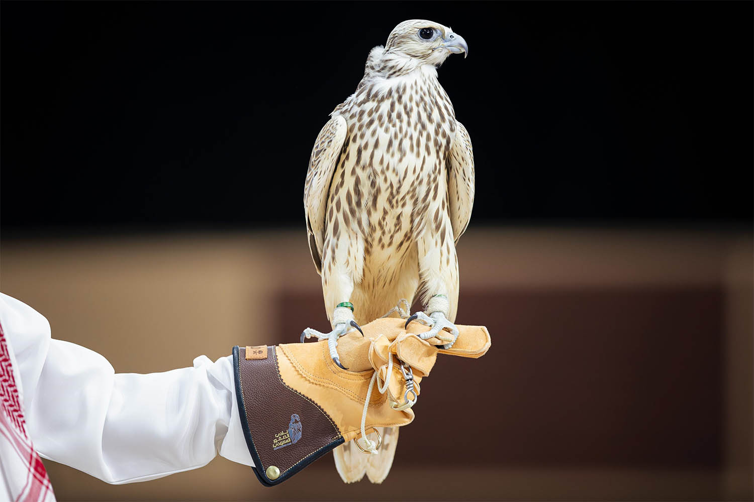 Strong participation from leading international breeding operations alongside Saudi farms