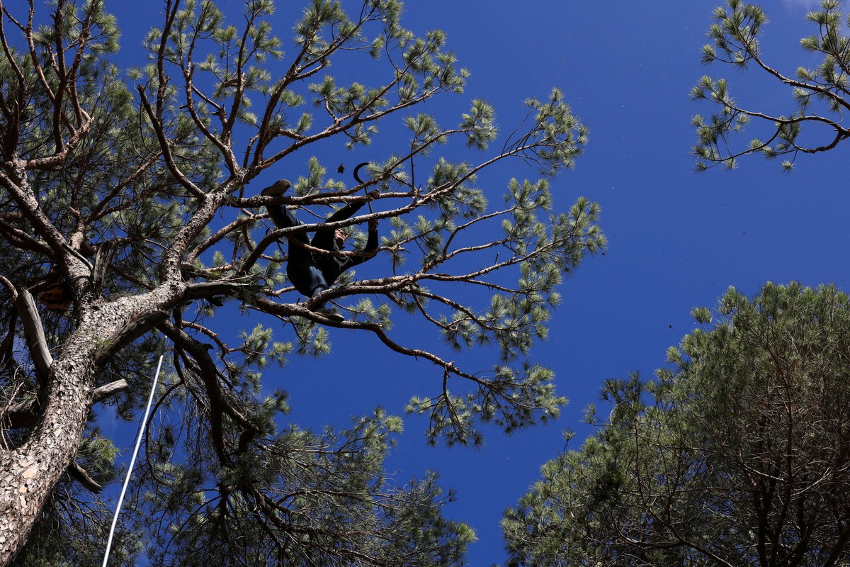 قلة من أشجار الصنوبر تحمل ثمارا