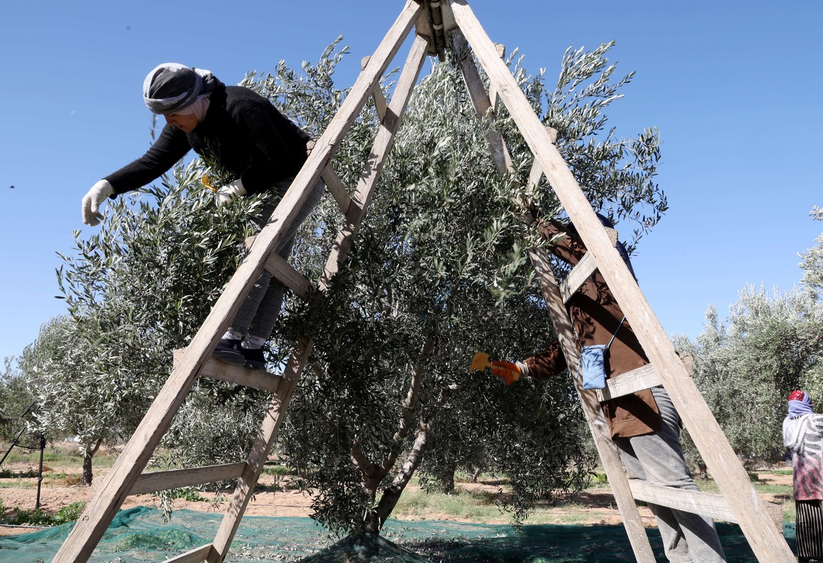 محصول الزيتون سيكون قياسيا 