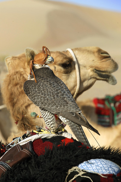 Falcon
