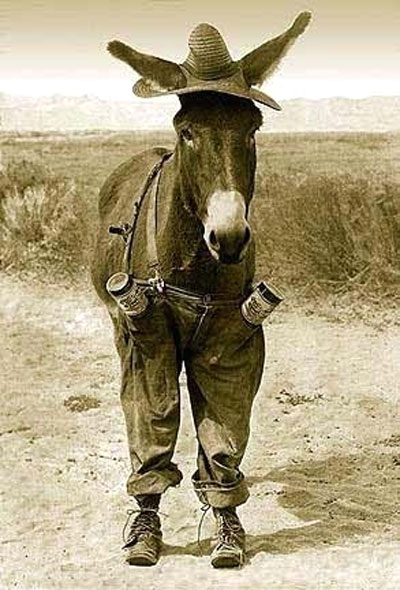 donkey