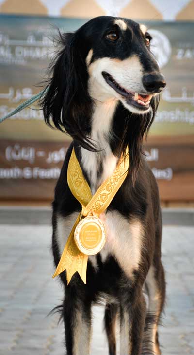 مهرجان الطفرة