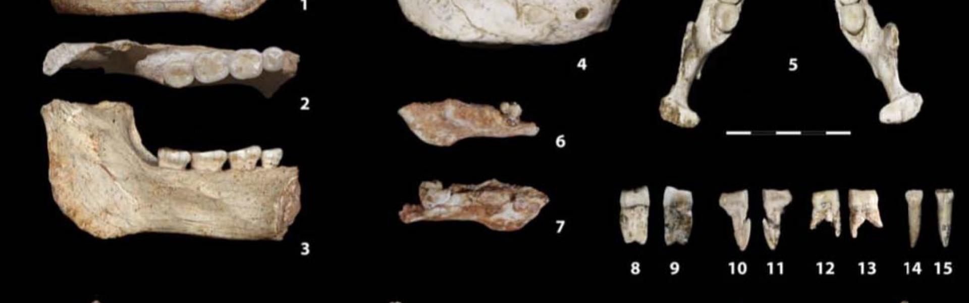 These discoveries fill a major gap in the African fossil record