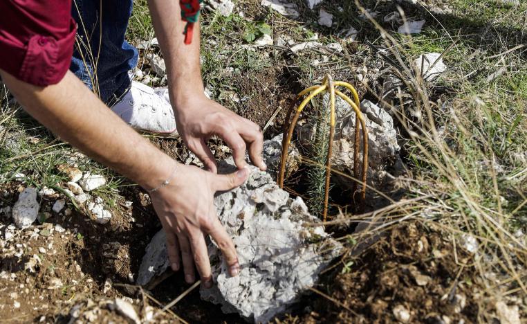 An activist from Lebanese NGO Jouzour Loubnan ("Roots of Lebanon") lays out rocks next to a newly-planted young cedar.
