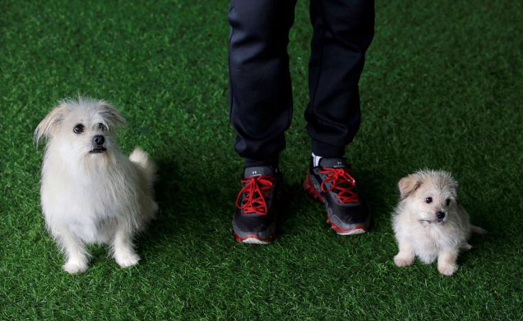 'جوس' و'جوس الصغير'