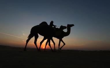 انطلاق منافسات مسابقة "الحلاب"