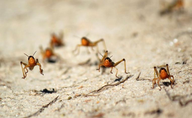 Locusts are seen in the Menabe region of western Madagascar, March 29, 2013.