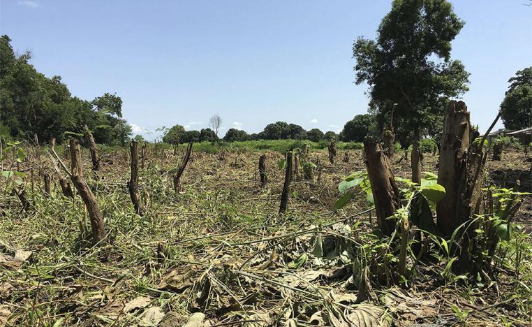 South Sudan grapples with the devastating effects of climate change, which is exacerbated by the deforestation