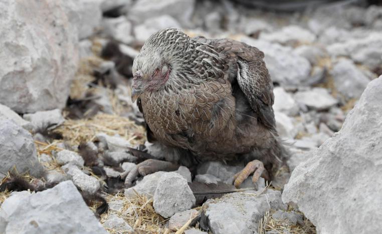 دجاجة في حقل دواجن تم قصفه في منطقة ادلب