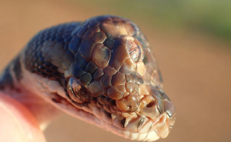 صوورة للثعبان الثلاثي العيون من صفحة إدارة الأراضي الشمالية للمتنزهات والحياة البرية