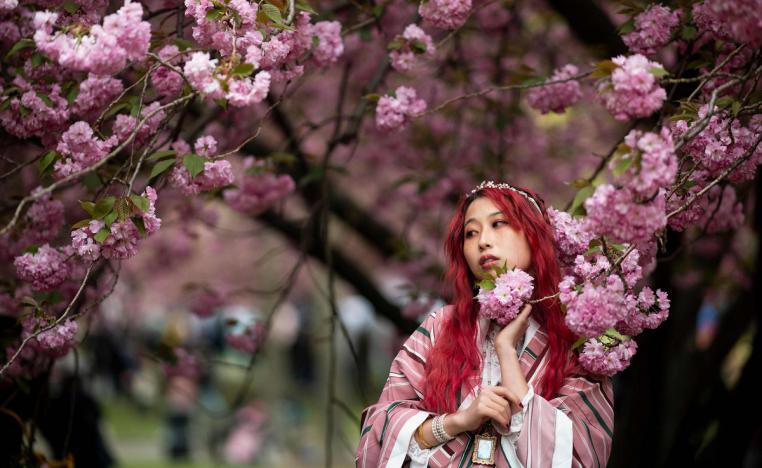 فتاة تظهر أمام شجرة كرز خلال مهرجان أزهار الكرز  في نيويورك