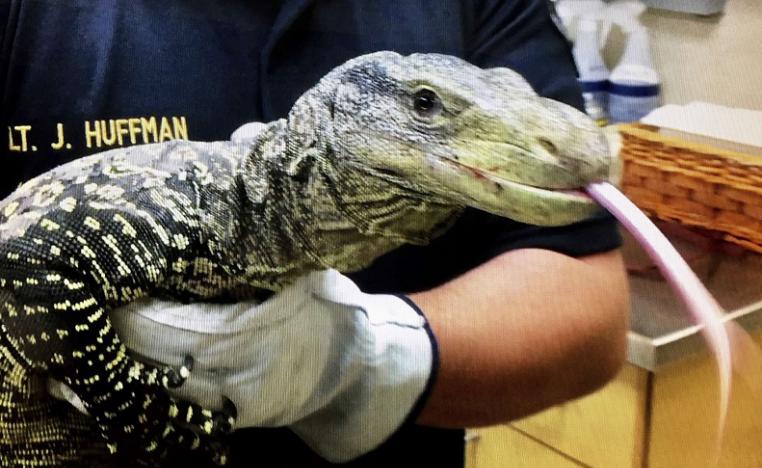 تنين كومودو 