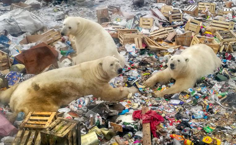 Polar bears feeding at a garbage dump near the village of Belushya Guba, Russia