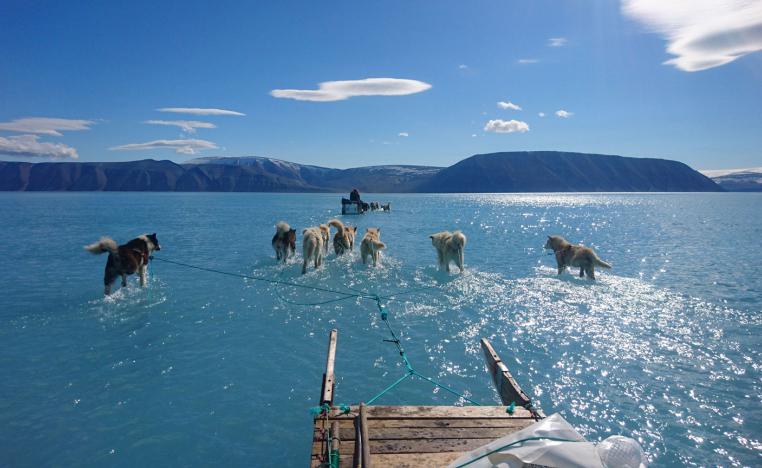 Sled dogs wading through standing water on the sea ice in North Western Greenland