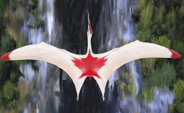 'كريودراكون بورياس'