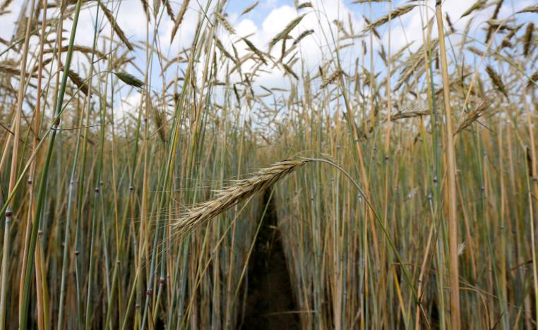 Millers say converting Lebanese pounds to US dollars has become too costly