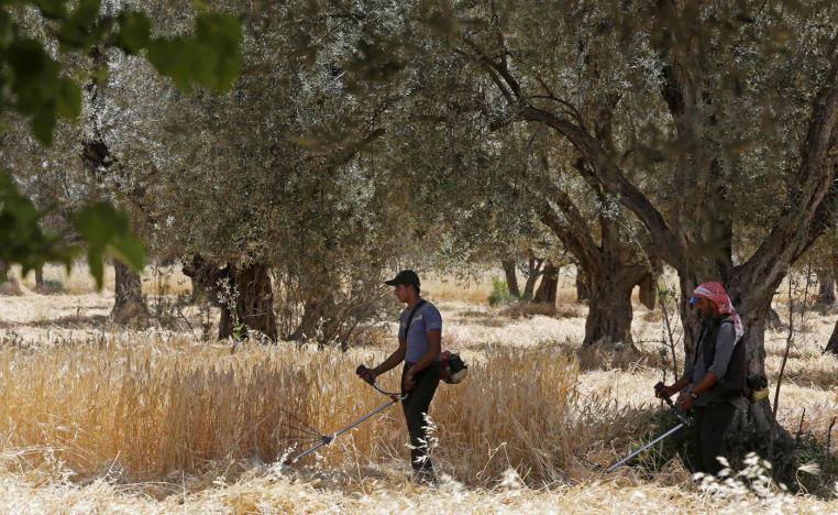 Farmers harvest a wheat field in Deir al-Asafir in Syria's southwestern region of Eastern Ghouta