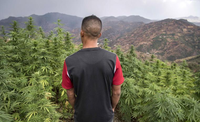 A villager stands in a field of cannabis near the town of Ketama in Morocco's northern Rif region