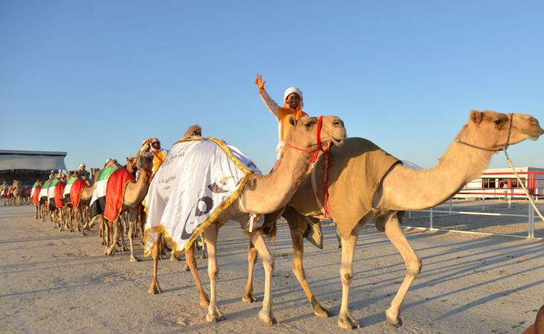 تخضيب الناقة بالزعفران تعبيراً عن الفوز