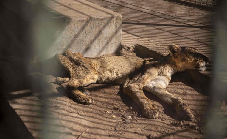 Al-Qureshi Park is managed by Khartoum municipality but funded in part by private donations, which have dried up in the face of the economic crisis