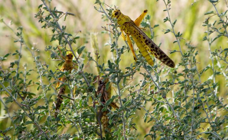 Desert locusts pictured in Samburu County, Kenya