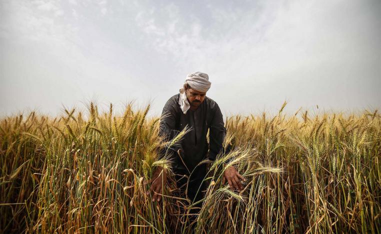 Wheat field in Saqiyat al-Manqadi village in the northern Nile Delta province of Menoufia in Egypt