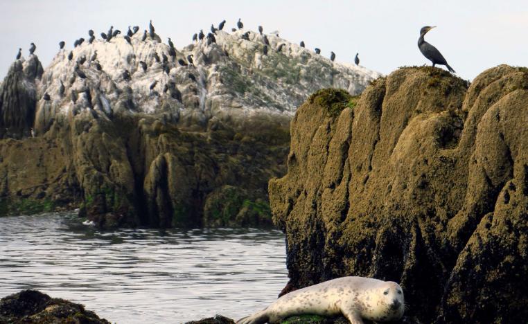  A seal sits on a rock in front of the "Ile aux moutons" island in front of Loctudy, Brittany, France