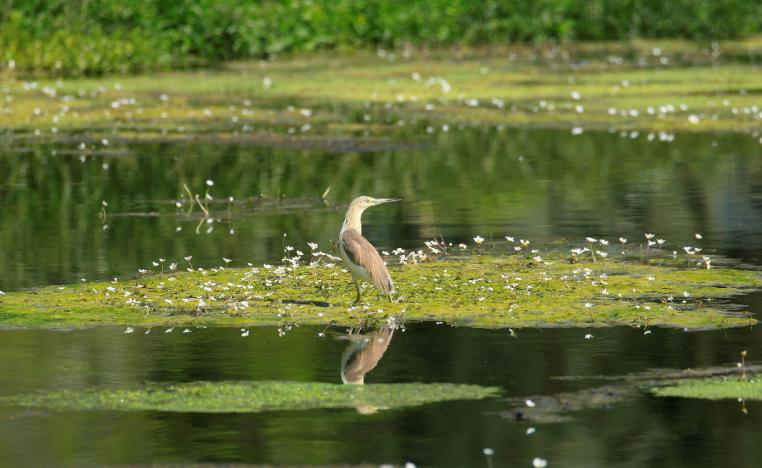 A squacco heron (Ardeola ralloides) is pictured in Lebanon's Ammiq Wetland