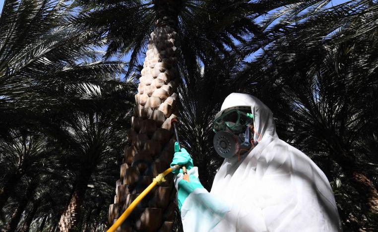 زراعة النخيل