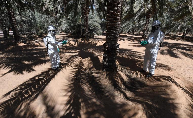 Workers from the Abu Dhabi Agriculture and Food Safety Authority inject palm trees with a serum to combat red weevils