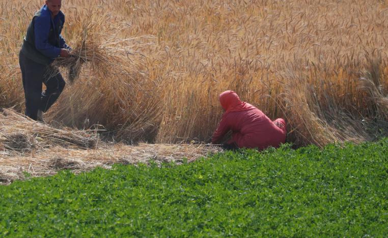 Farmers harvest wheat at a village near Banha along the agricultural road which leads to the capital city of Cairo