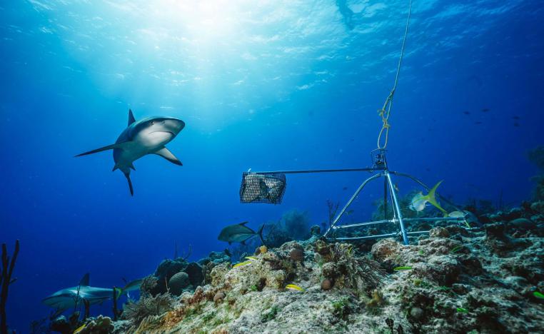 سمكة قرش تسبح بعيدا عن الطعم في جزر البهاما