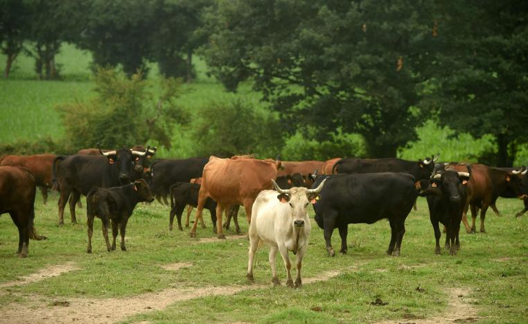 مزرعة ابقار