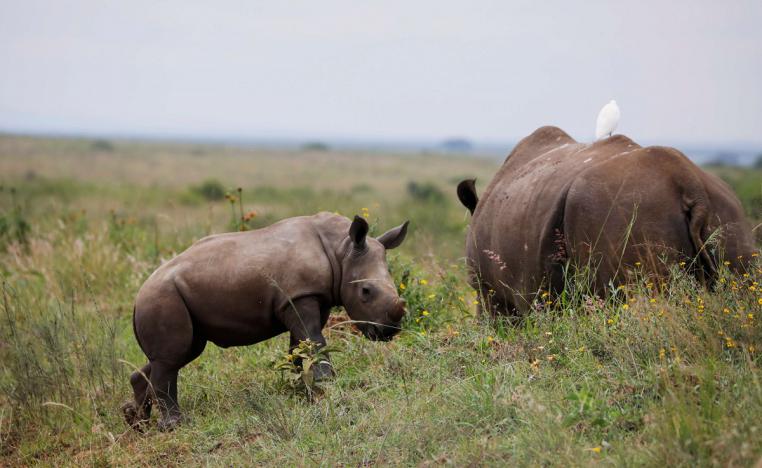  وحيد القرن الأبيض يظهر داخل حديقة نيروبي الوطنية في كينيا 