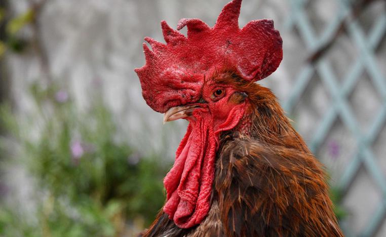 الديك موريس