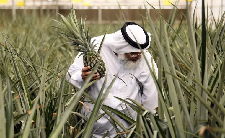  المزارع الإماراتي عبداللطيف البنا يمشي بين أشجار الأناناس في مزرعته الذكية بدبي 