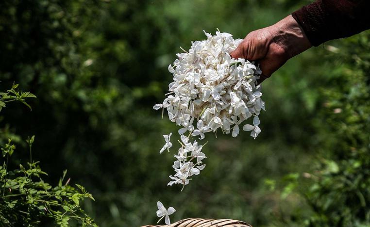 ياسمين قرية شبرا بلولة المصرية
