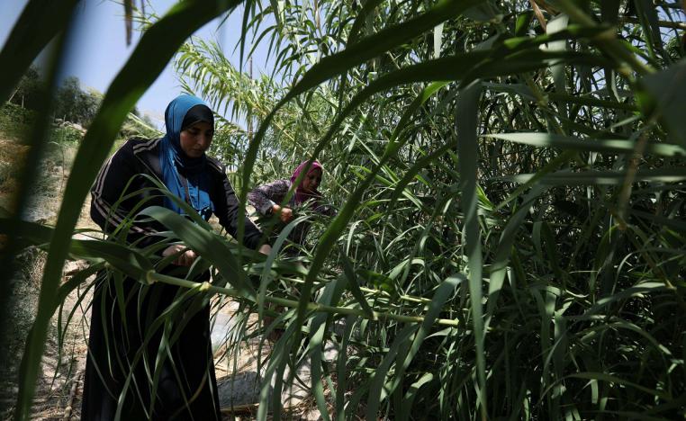 نساء اردنيات يجمعن اوراق الشجر الجافة لتحويلها الى ورق