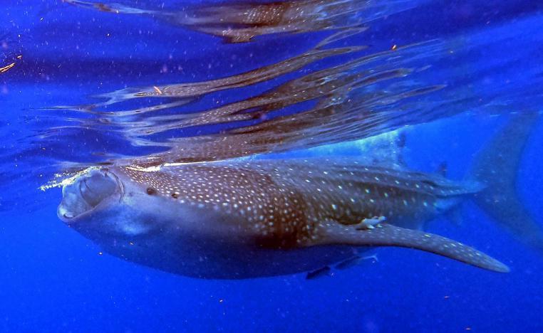 القرش الحوتي