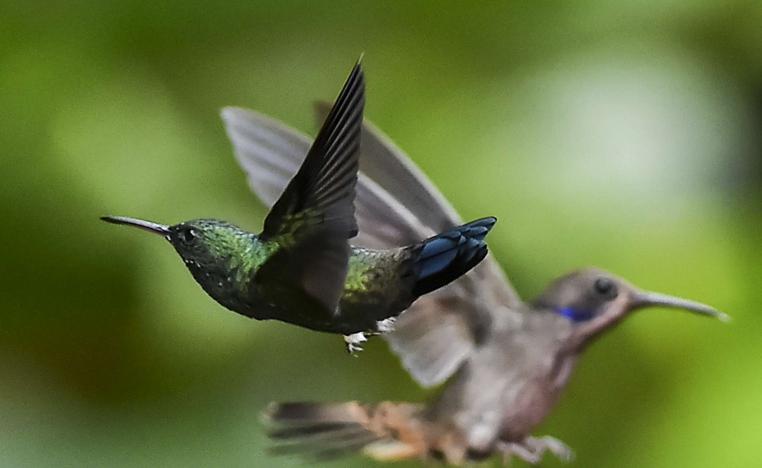 طائر الطنان 
