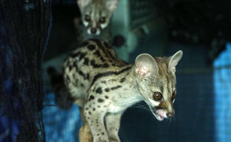 حيوان الرباح