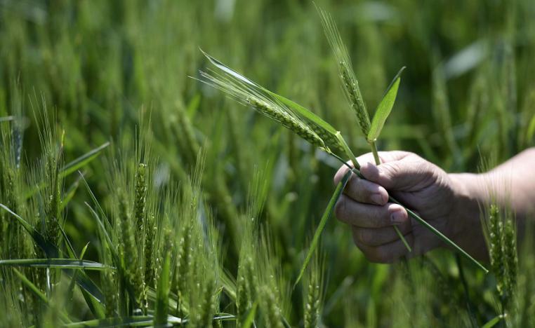 قمح 'اتش بي 4'