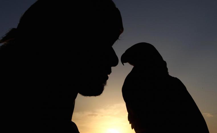 الصيد بالسلوقي 