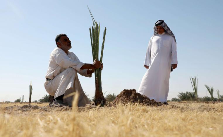 عراقيان يزرعان شجرة نخيل في صحراء البصرة