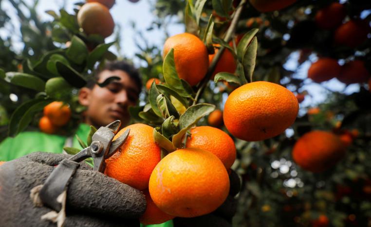 مزارع يجمع البرتقال في مزرعة في النوبارية شمال شرق القاهرة في مصر