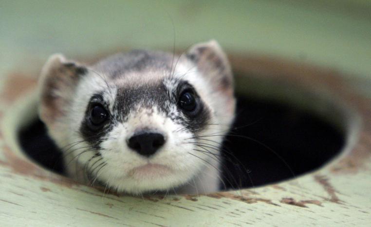 النمس الأسود 