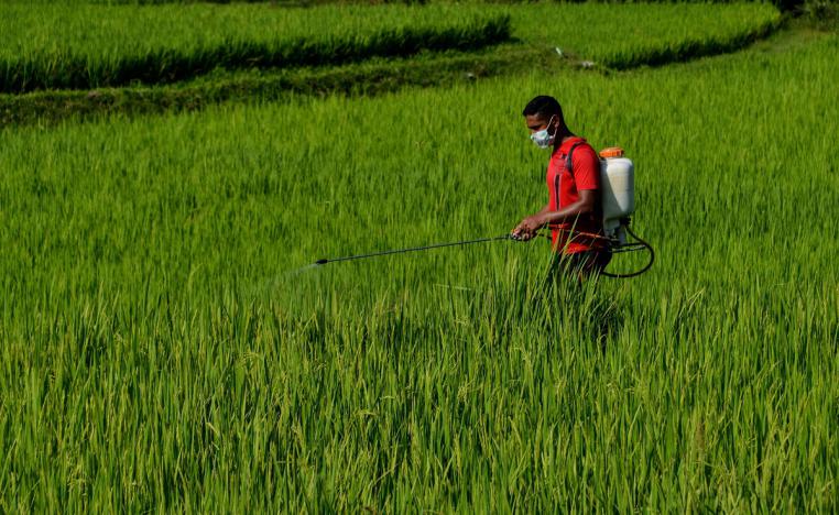 مزارع يرش مبيدا حشريا على حقل أرز في إندونيسيا