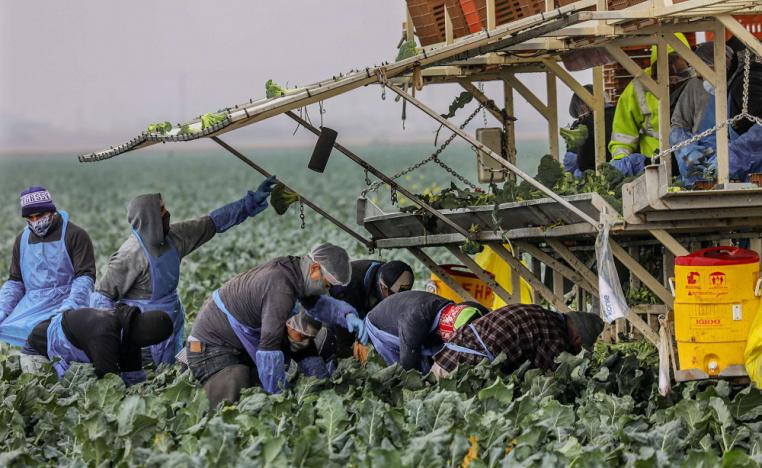 زراعة البروكلي