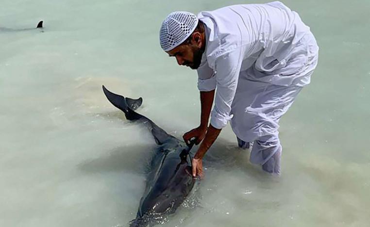  دلافين على الشواطئ السعودية
